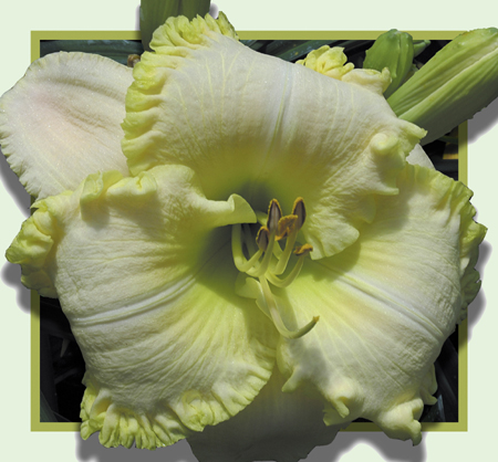 Tropical Snowflake, Daylily
