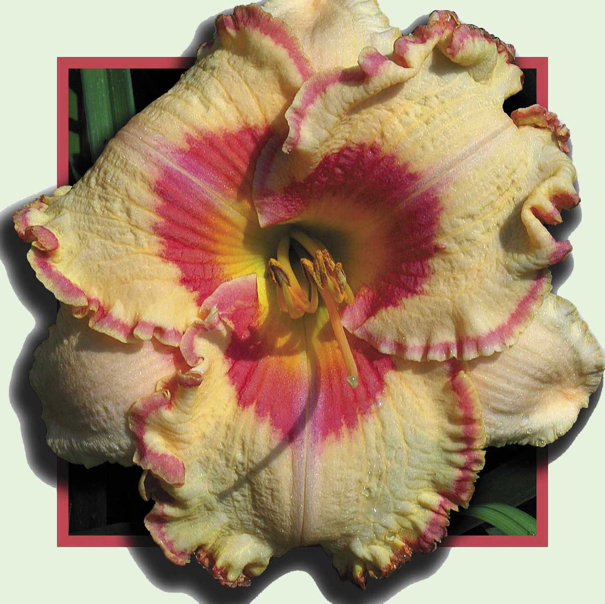 Unexpected Visitor, Daylily