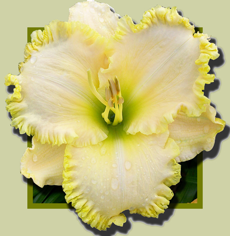 Vow of Silence, Daylily