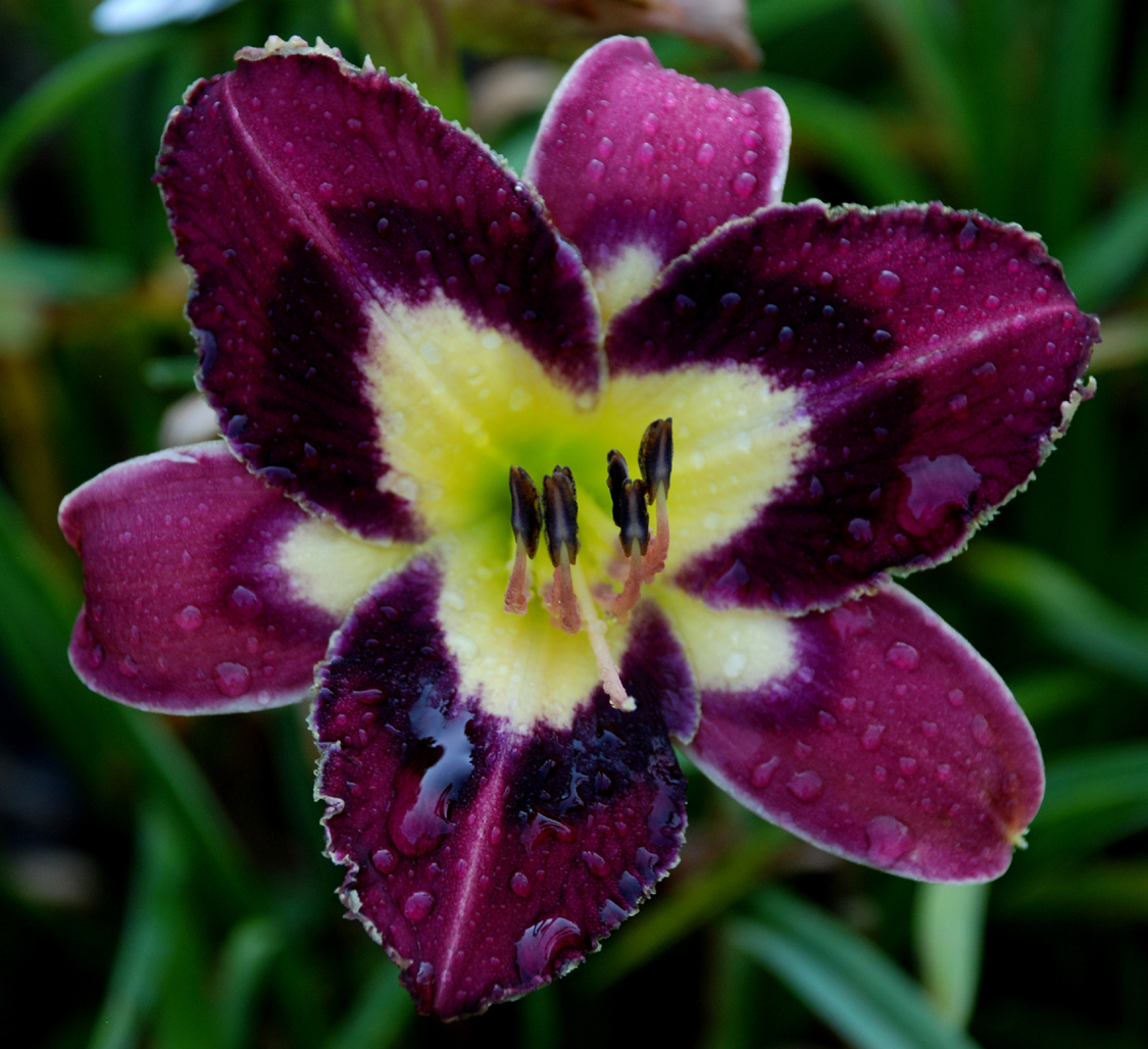 Wanna Buy a Duck, Daylily