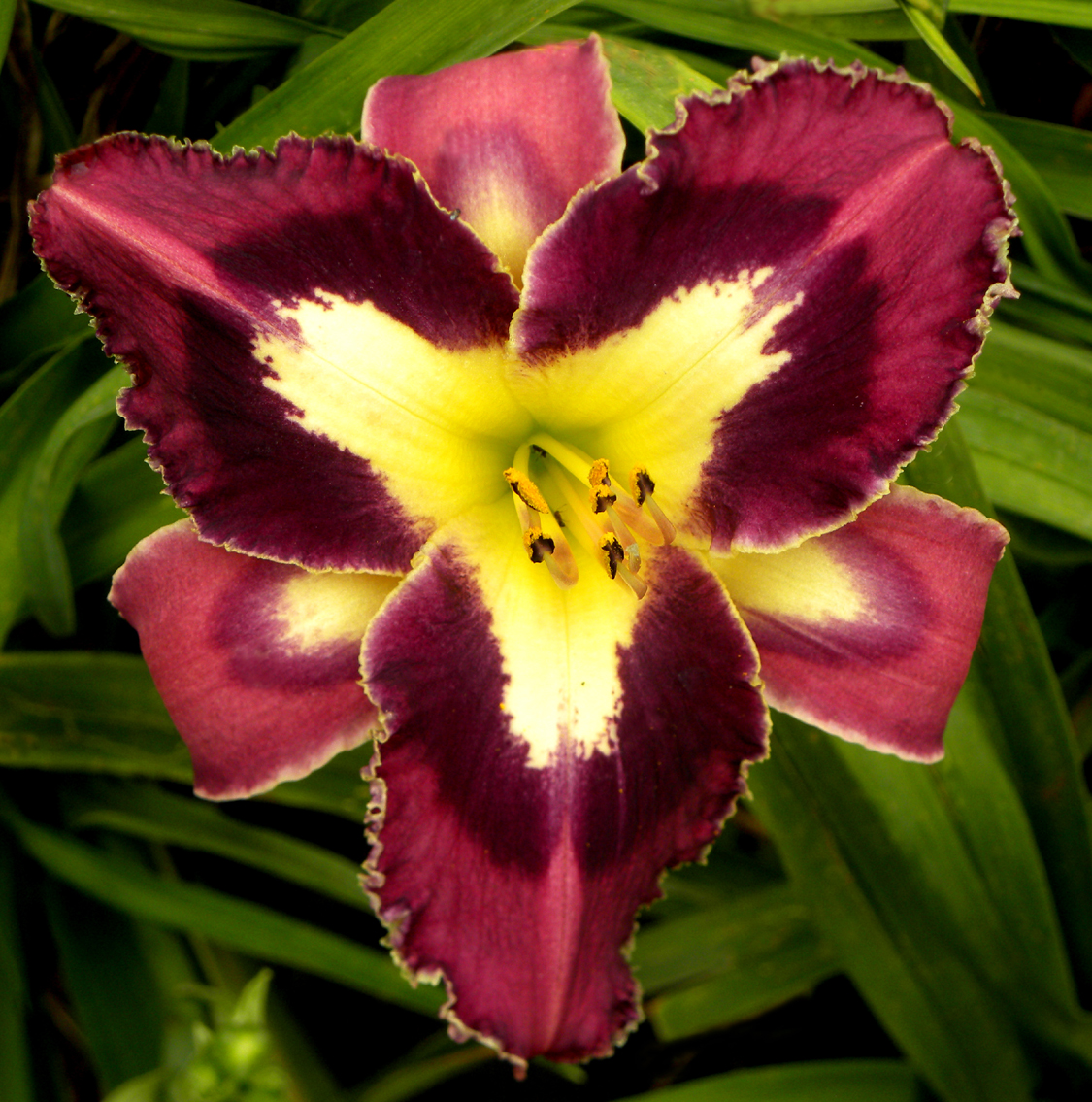Wanna Buy a Duck, Daylily