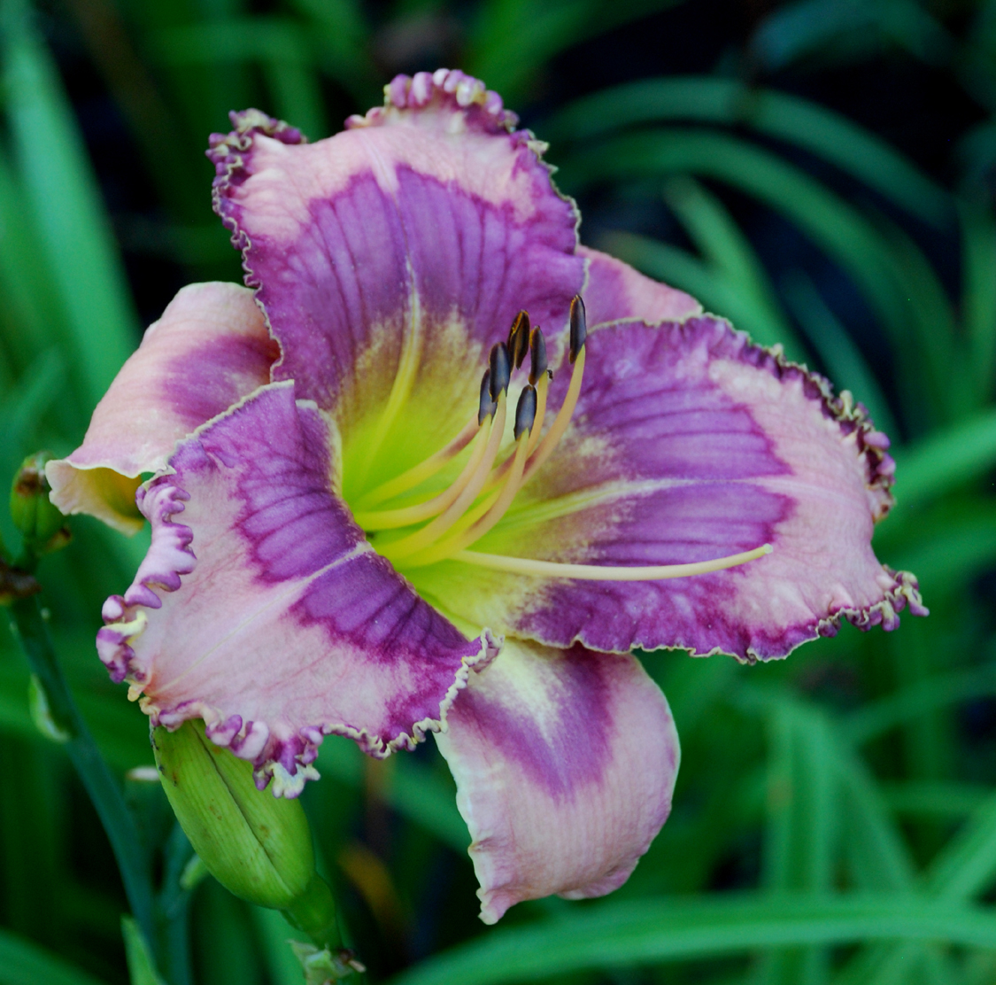 Wild Idea, Daylily