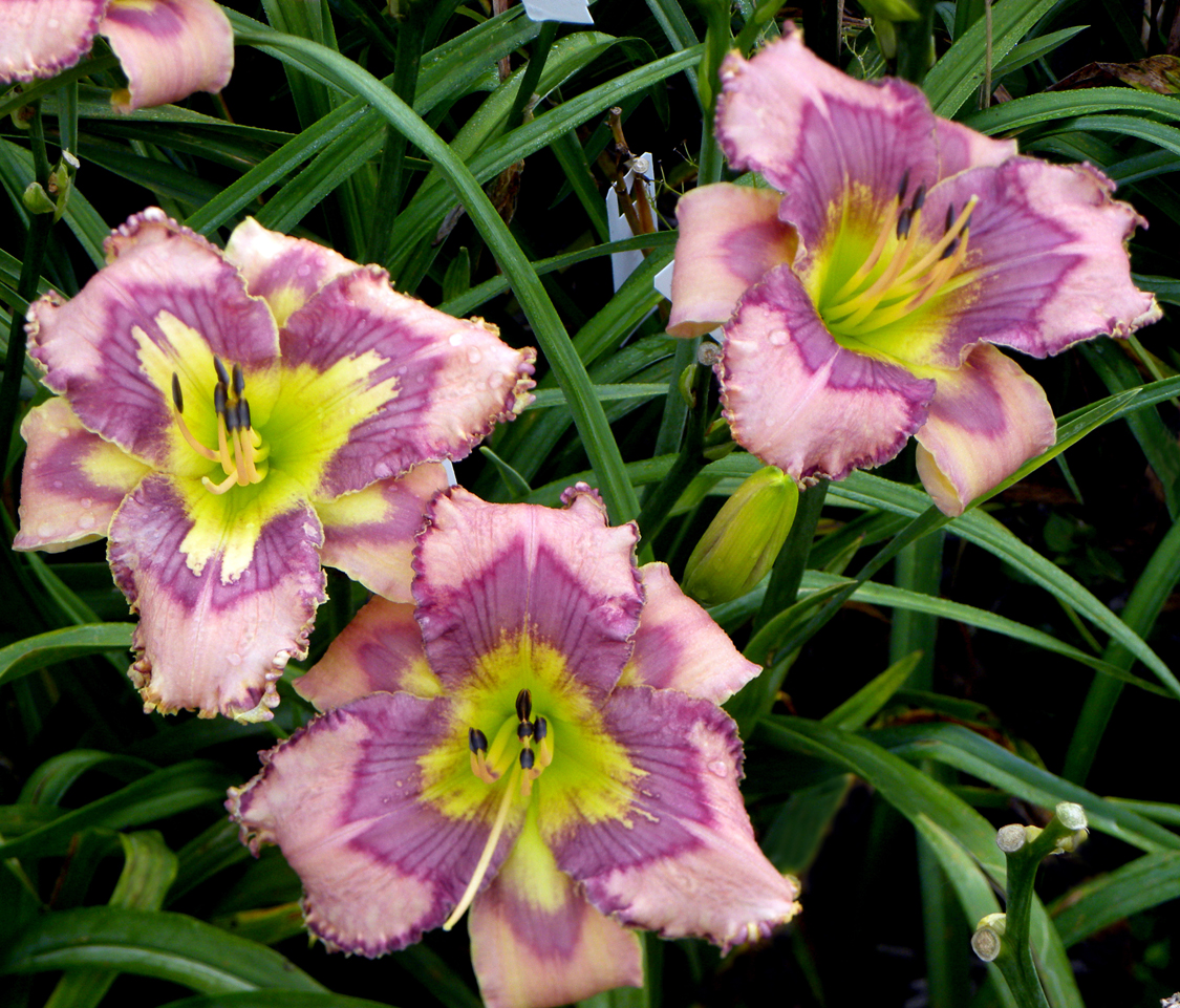 Wild Idea, Daylily