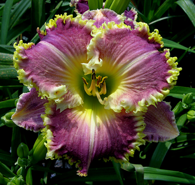 Brookie Bug, Daylily