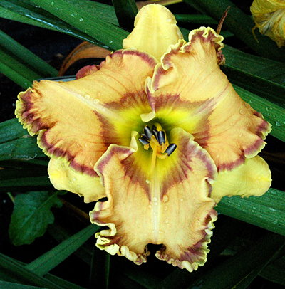 Romantic Moonbeams, Daylily