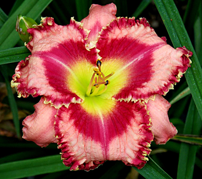 Vampires Bite, Daylily