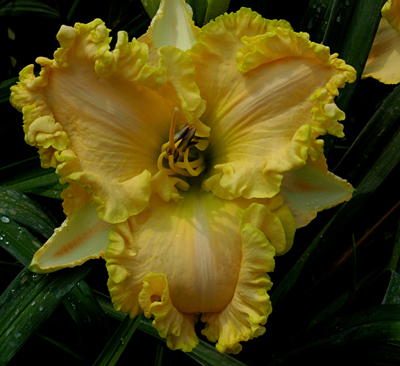 Varadero Tsunami, Daylily
