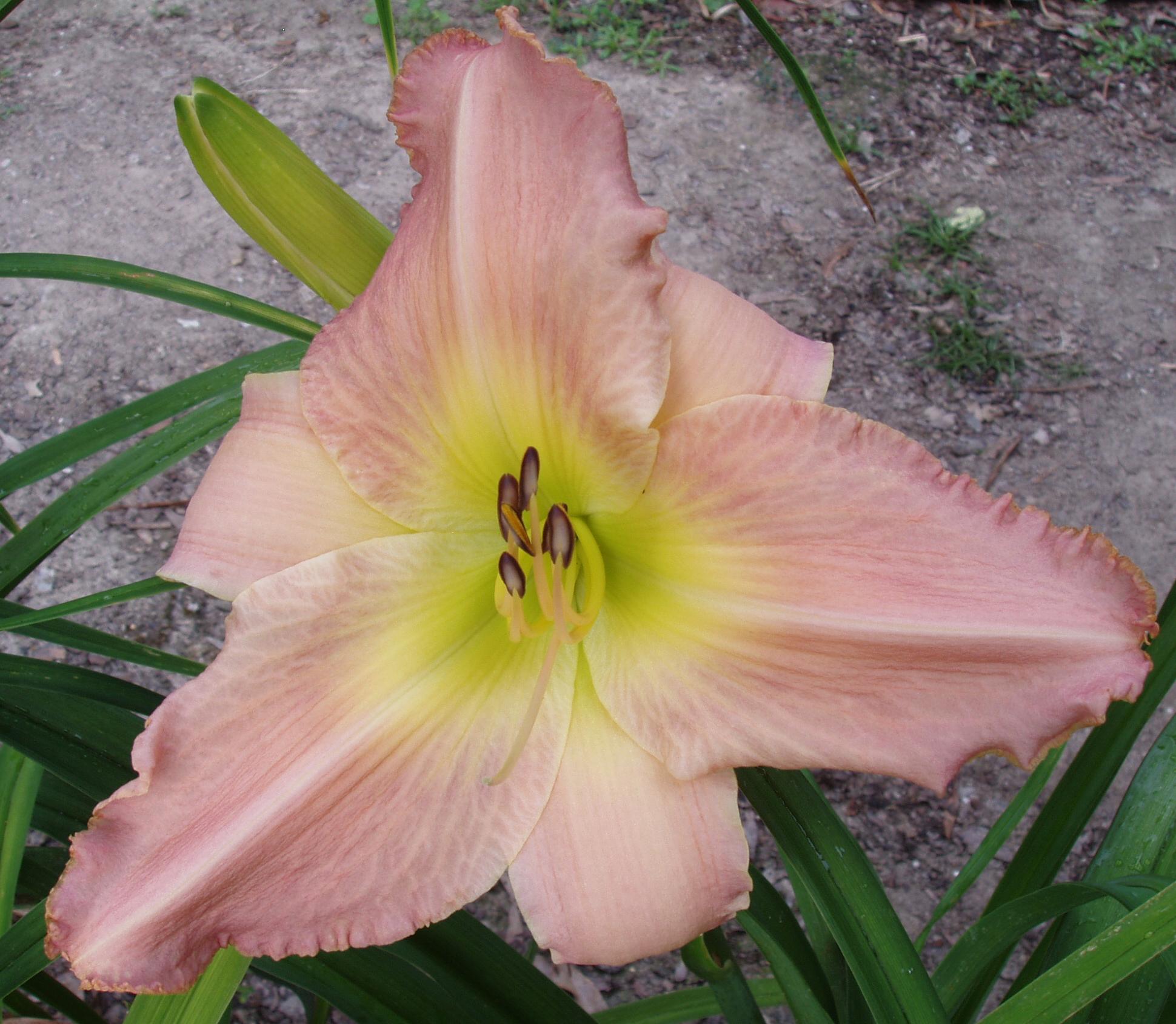 Small World It's My Party