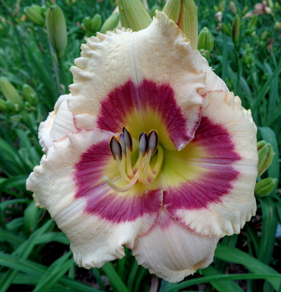 Small World Raving Beauty