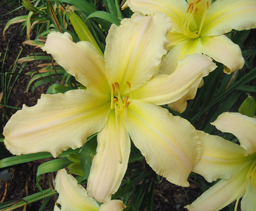 Small World Twinkle Little Star