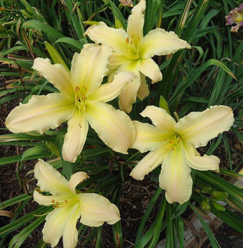 Small World Twinkle Little Star