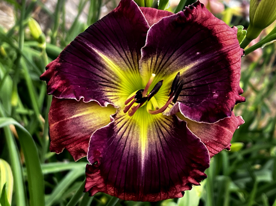 Stamile Daylilies
