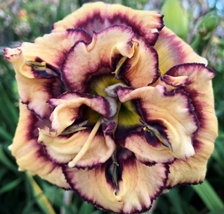 Sloane Elizabeth, Daylily