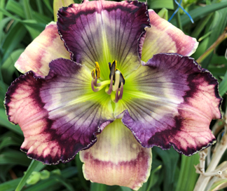 Test Pattern, Daylily