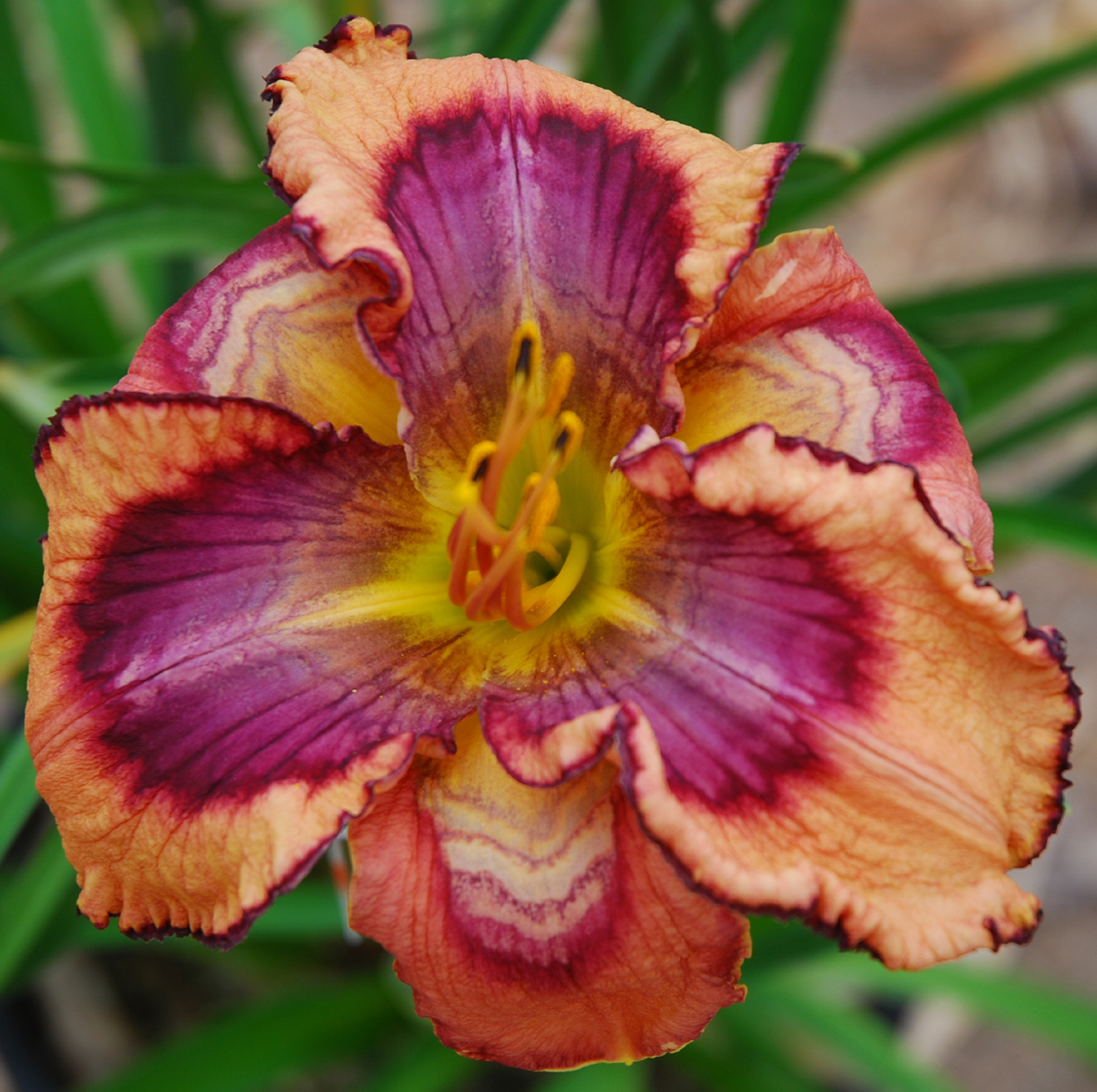 Waylon, Daylily